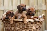 RODESIAN RIDGEBACK 223